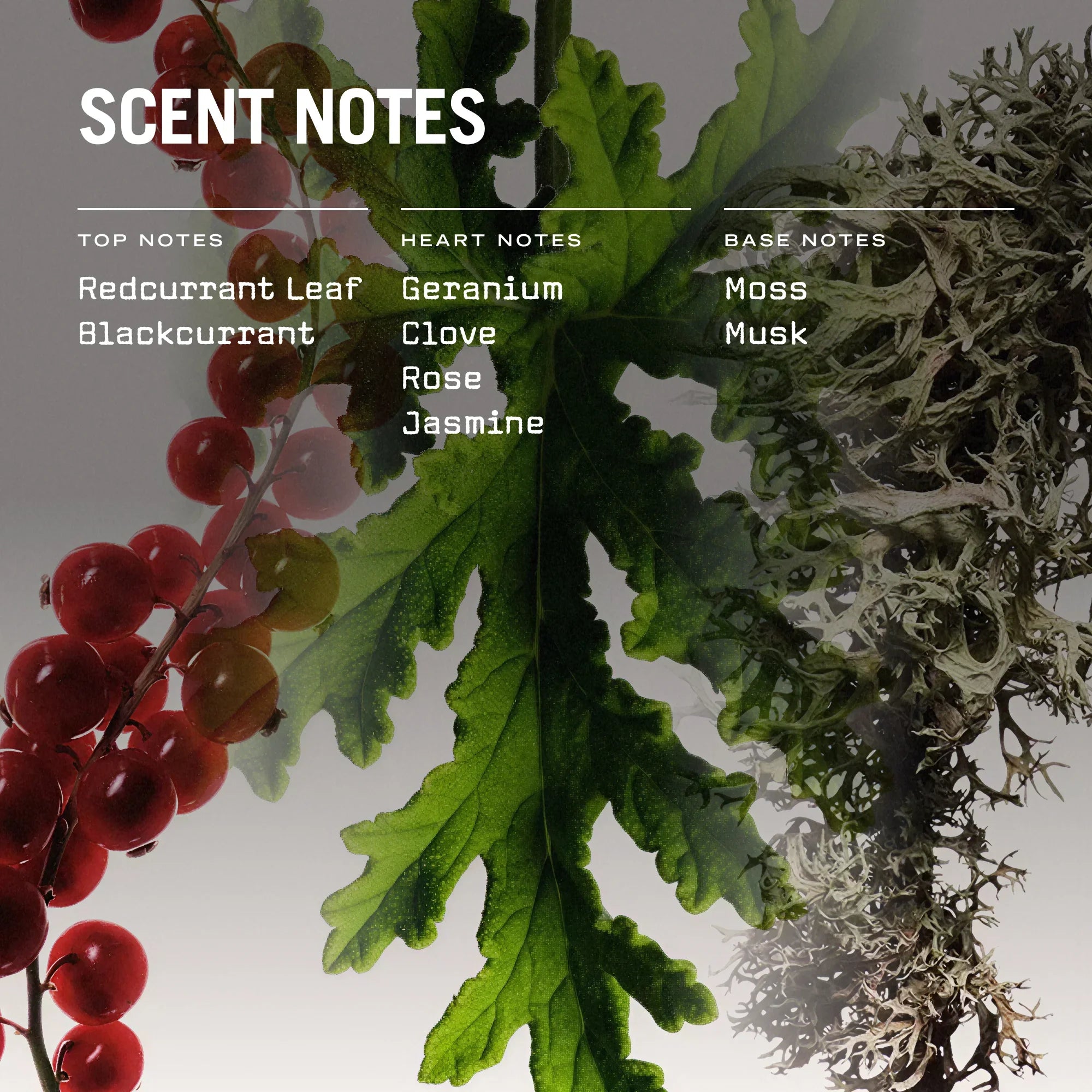 Red Lake Reed Diffuser